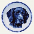German Shorthaired Pointer