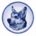 Iceland Sheepdog